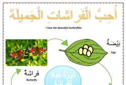 Spring worksheets - Lesson 4 the butterflies arabic