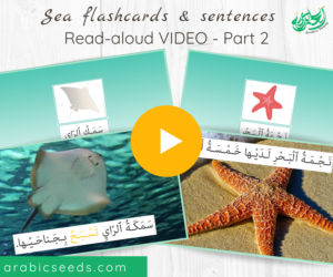 Arabic under the sea flashcards and sentences Read-aloud Video part 2 - Arabic Seeds themed units